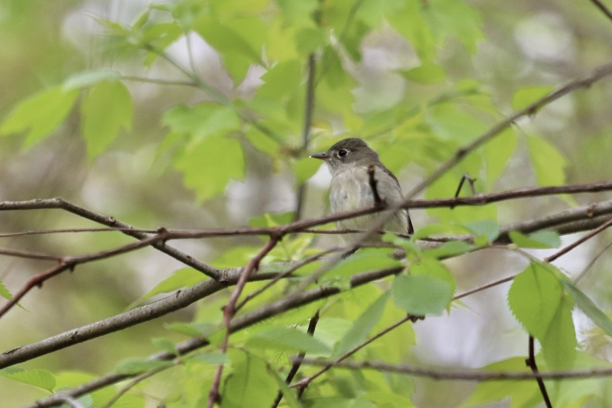 Least Flycatcher - ML621894364