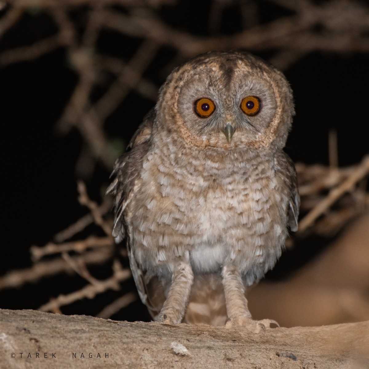 Desert Owl - ML621894531