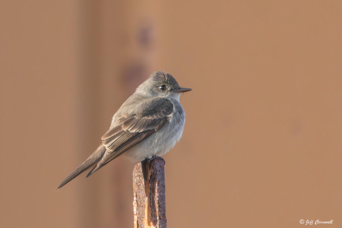 Western Wood-Pewee - ML621894696