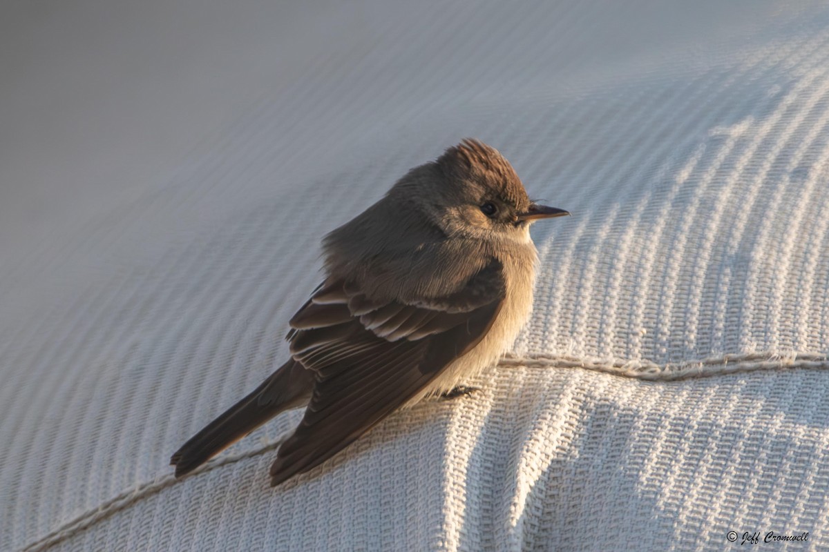 Western Wood-Pewee - ML621894752