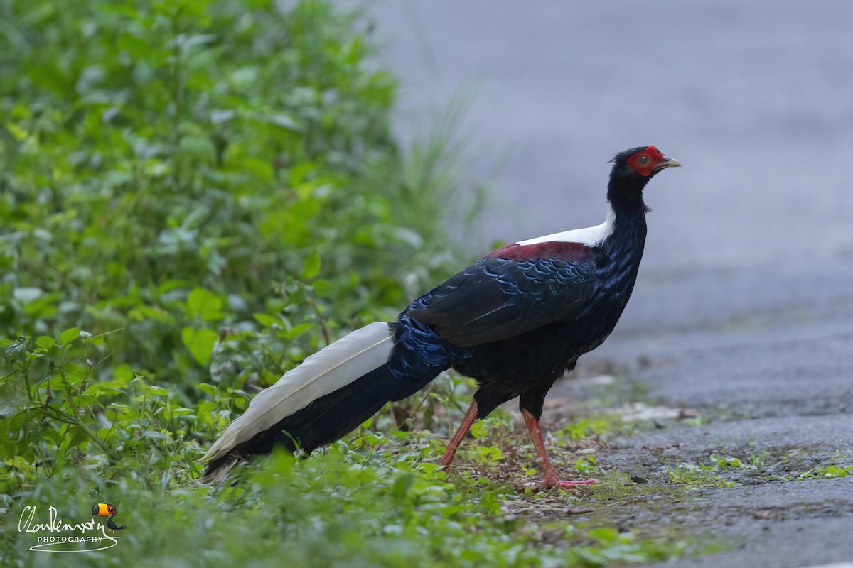 Swinhoe's Pheasant - ML621894786