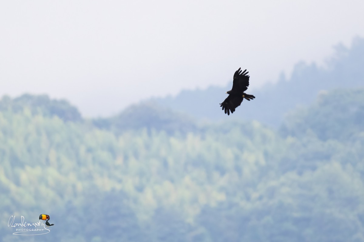 Black Eagle - Ah Heng