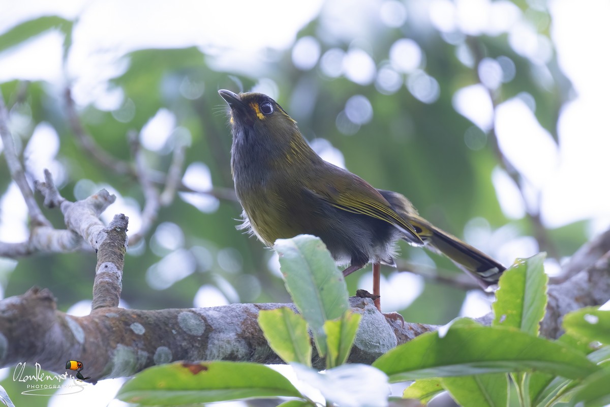 Steere's Liocichla - Ah Heng