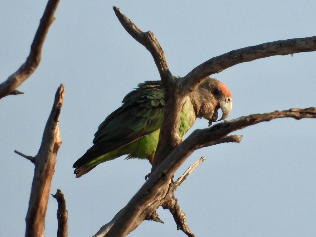 Brown-necked Parrot (Gray-headed) - ML621894946