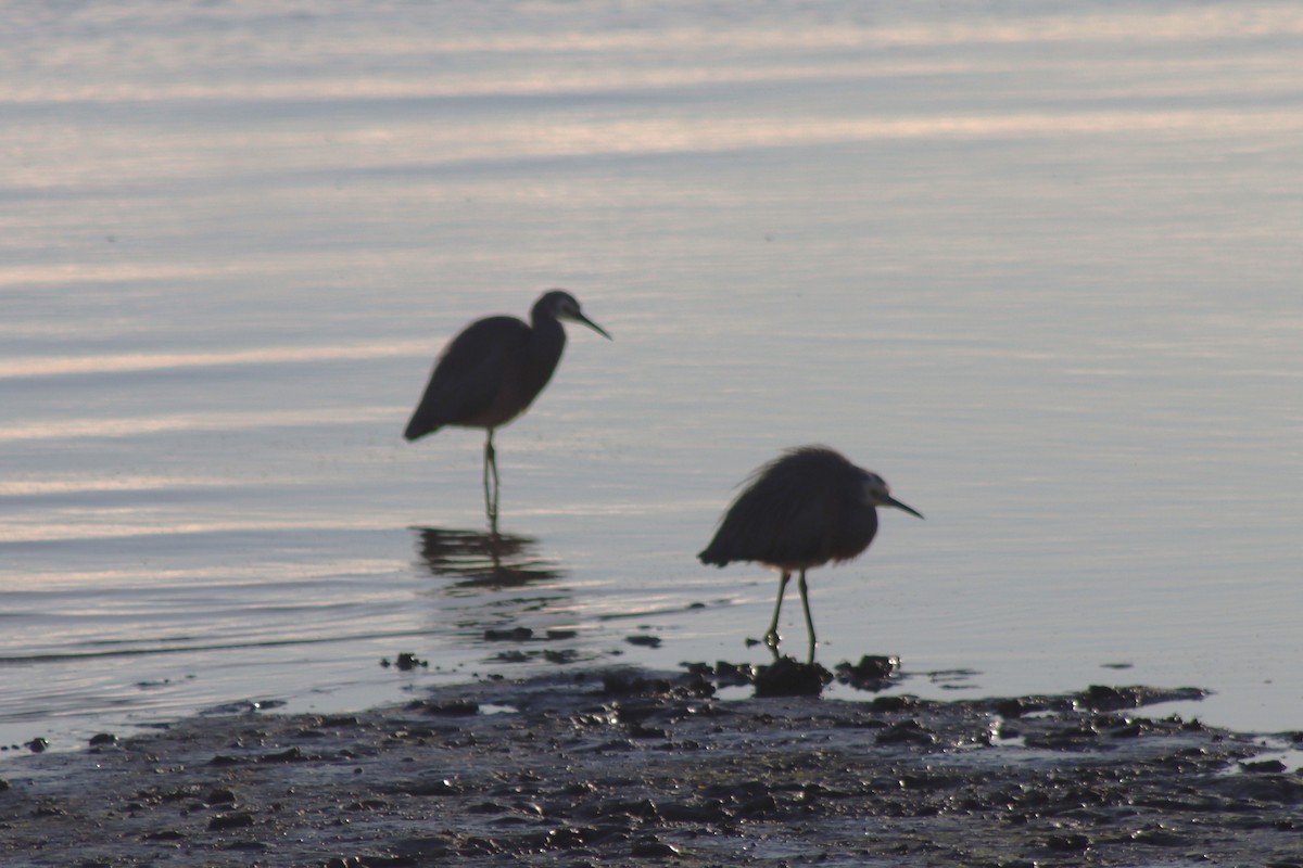 White-faced Heron - ML621894959