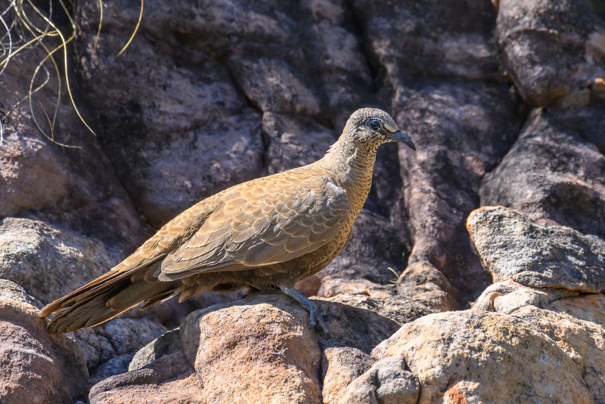 White-quilled Rock-Pigeon - ML621894972