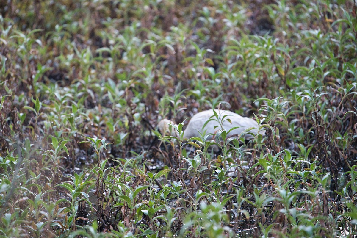 Royal Spoonbill - Helen Leonard