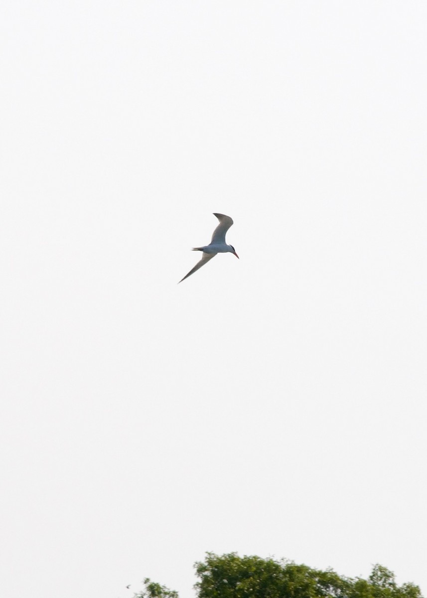 Caspian Tern - ML621895139