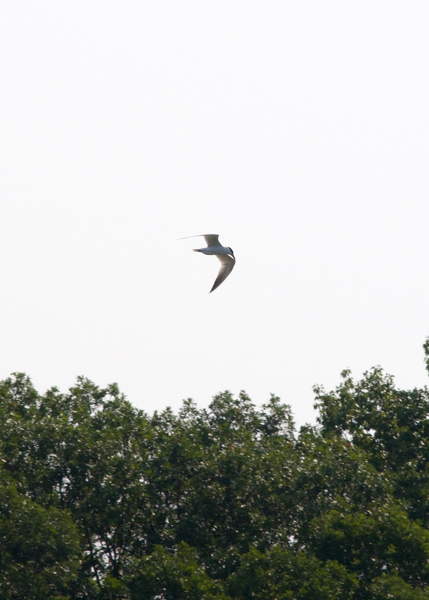 Caspian Tern - ML621895140