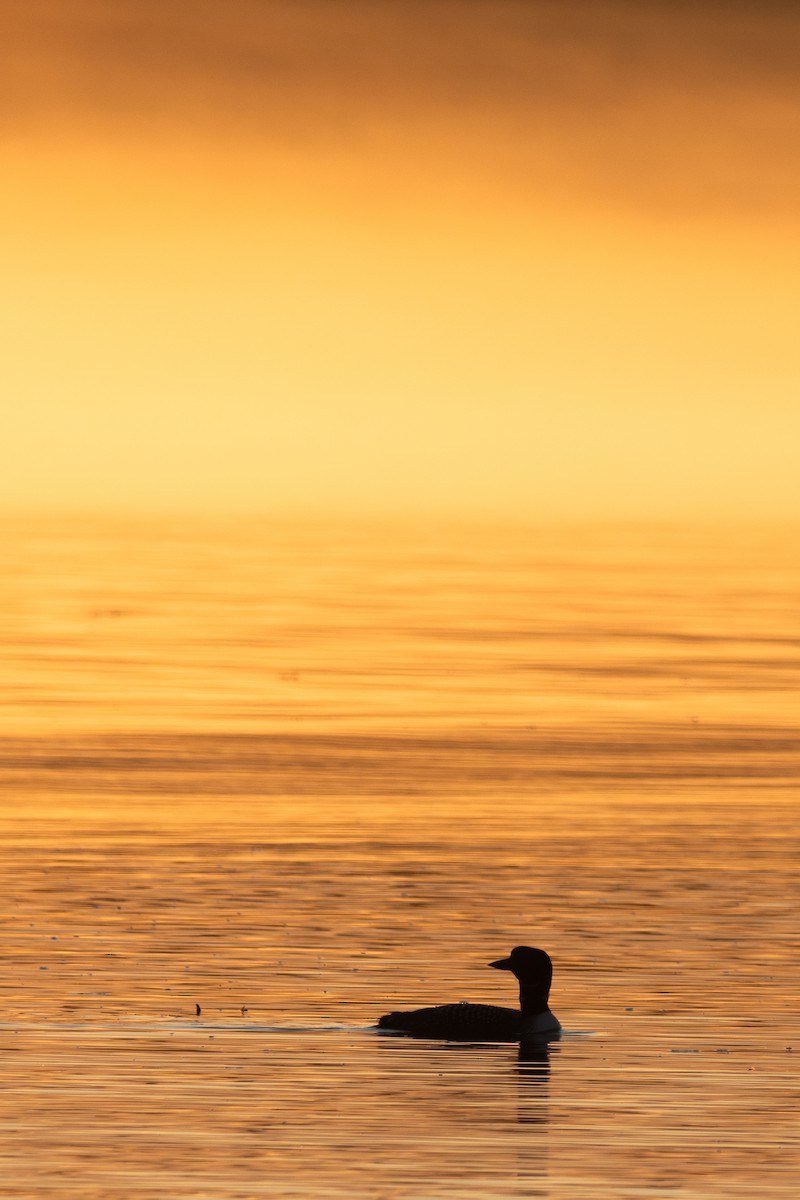 Common Loon - ML621895149