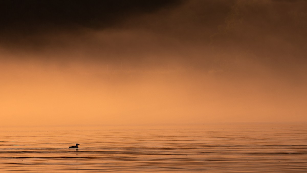 Common Loon - ML621895150