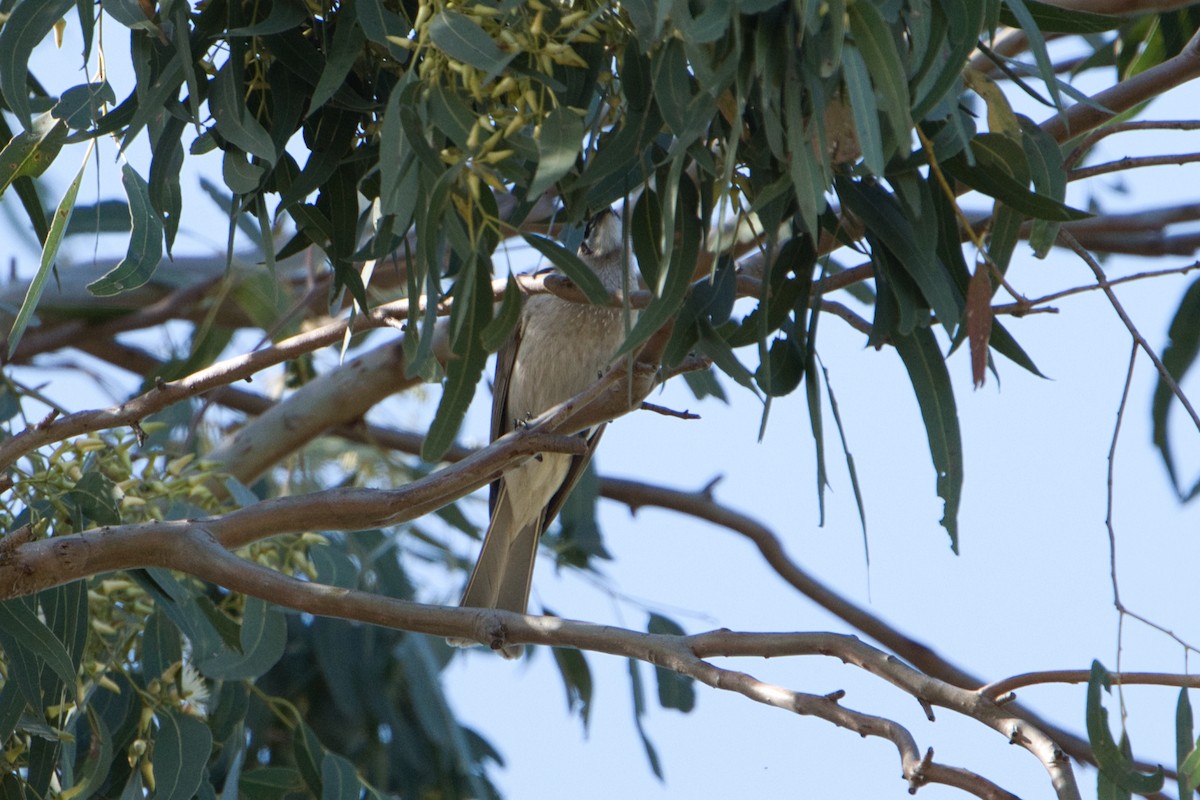 Little Friarbird - ML621895156