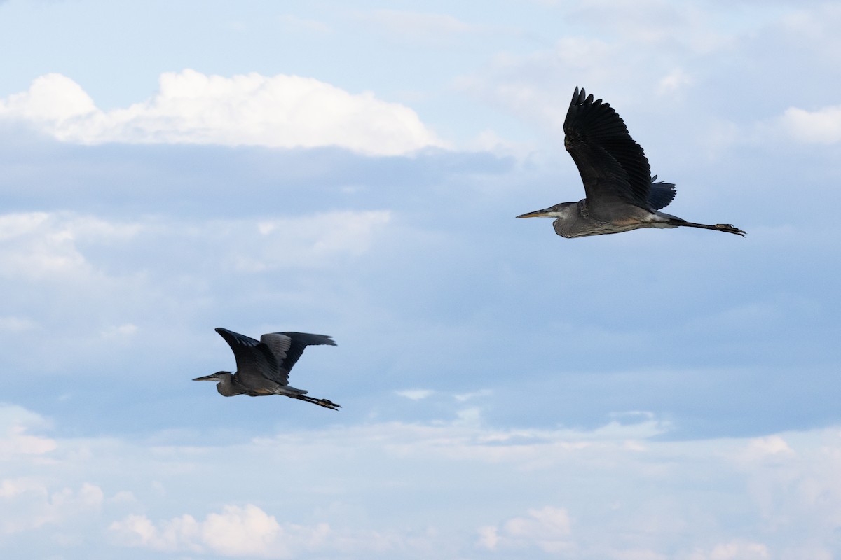 Great Blue Heron - ML621895157