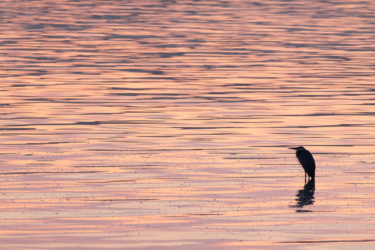 Great Blue Heron - ML621895158