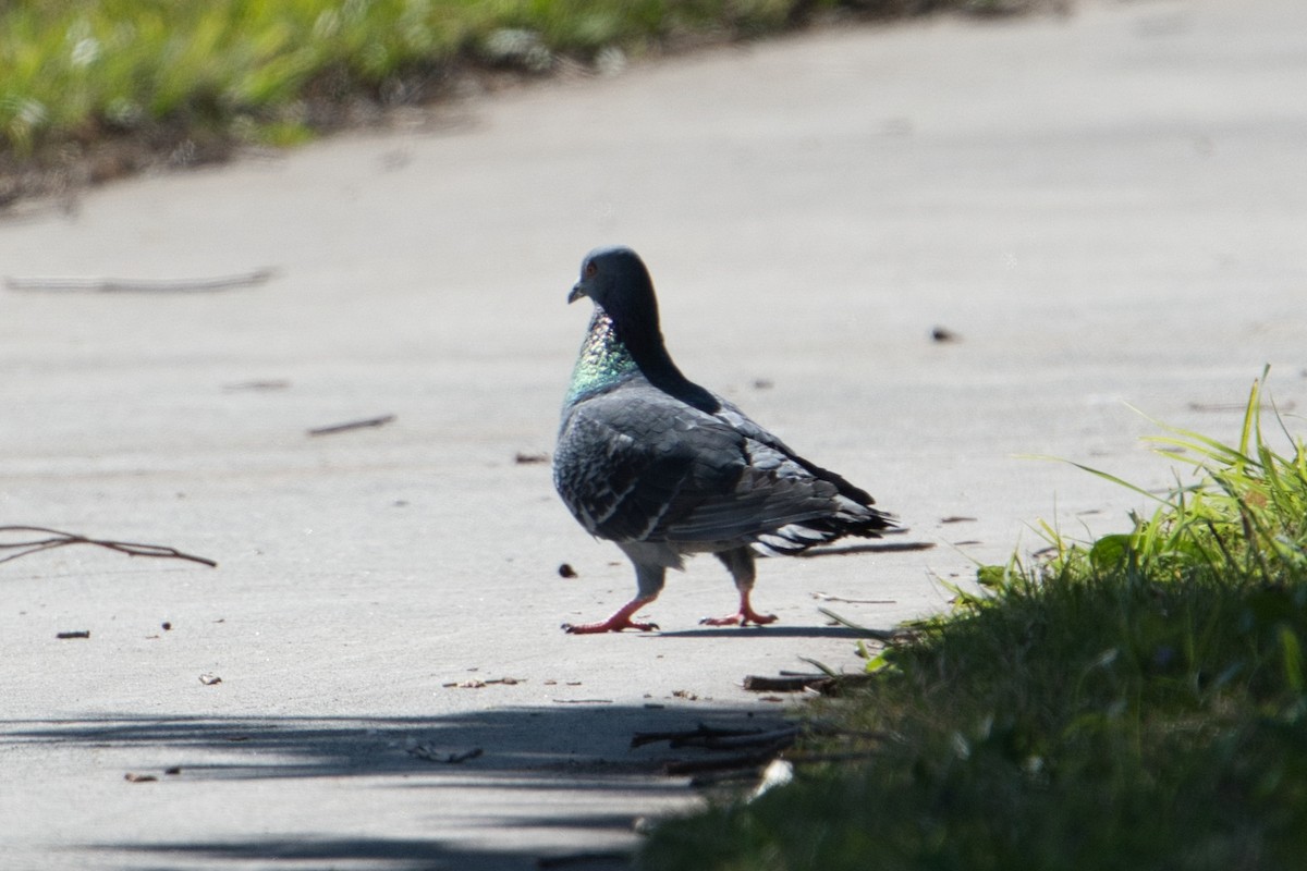 Rock Pigeon (Feral Pigeon) - ML621895222