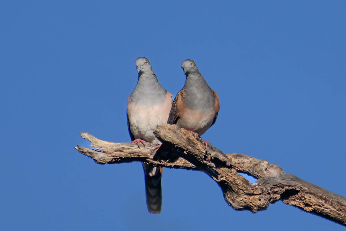 Bar-shouldered Dove - ML621895342