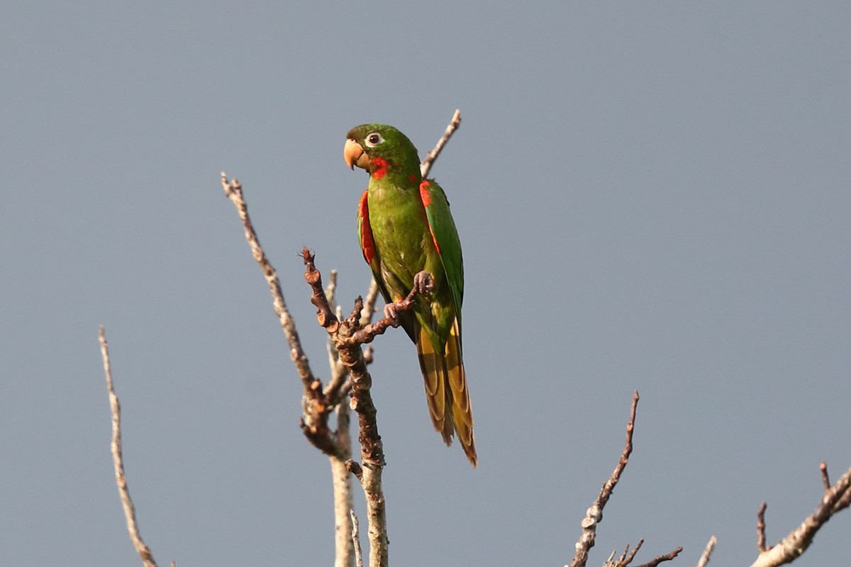 Conure de Wagler - ML621895346