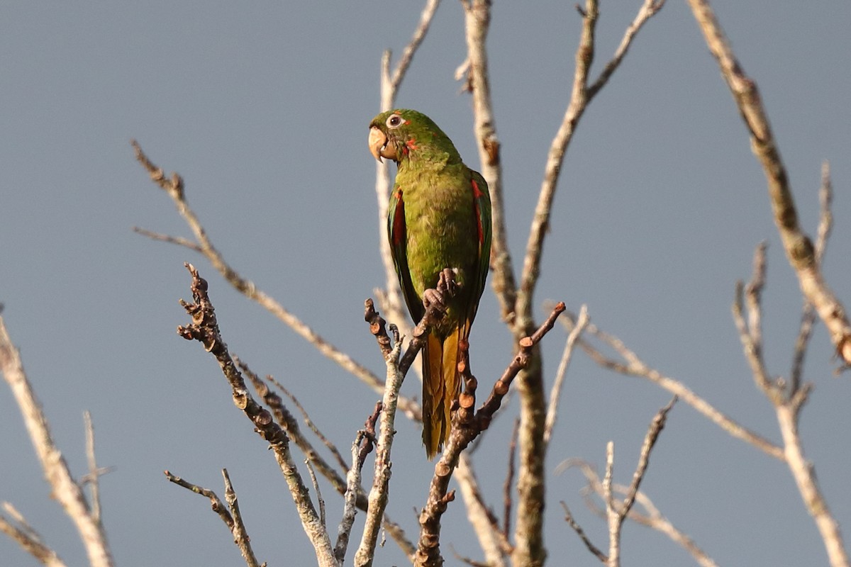 Conure de Wagler - ML621895347