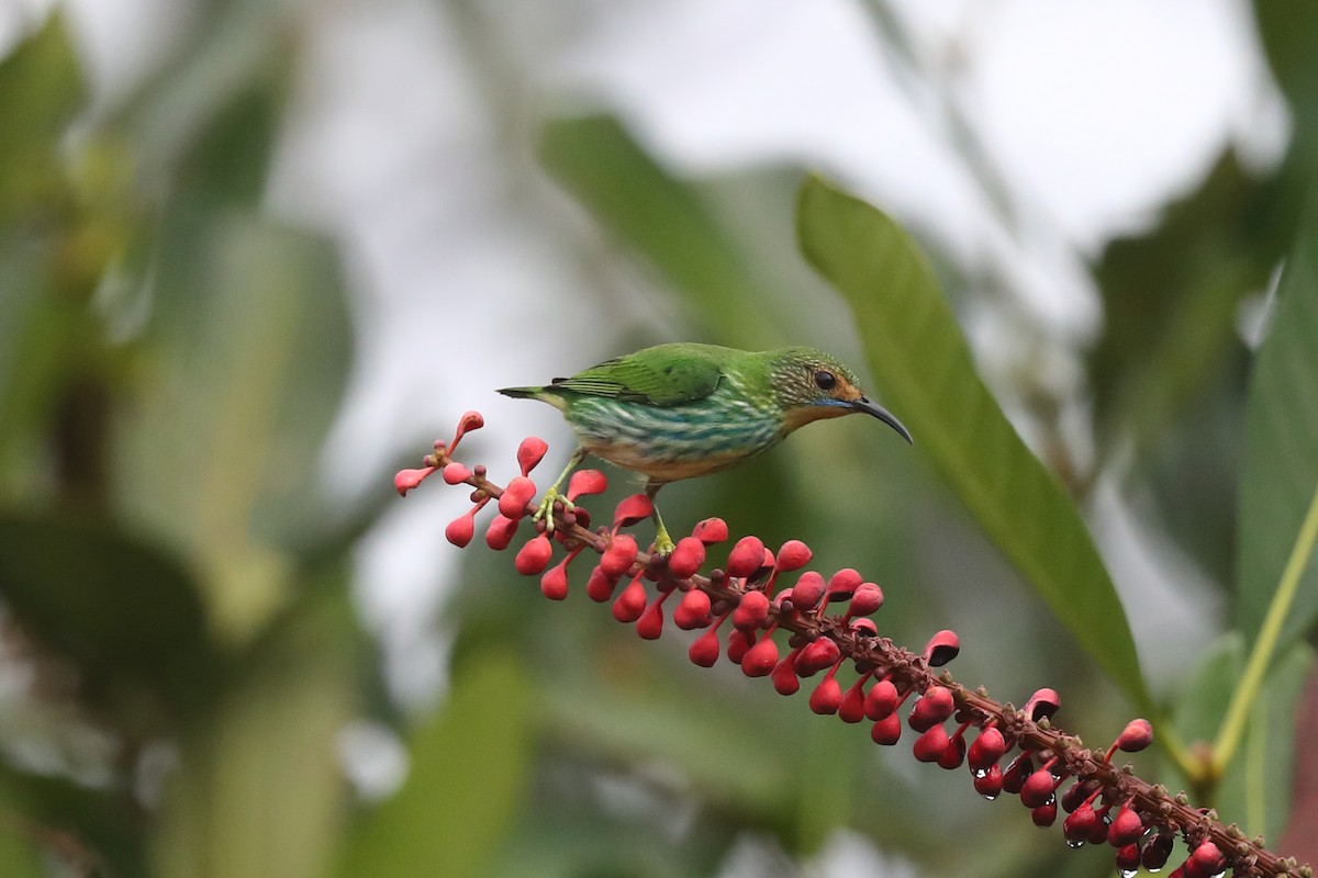 Purple Honeycreeper - Josef Widmer