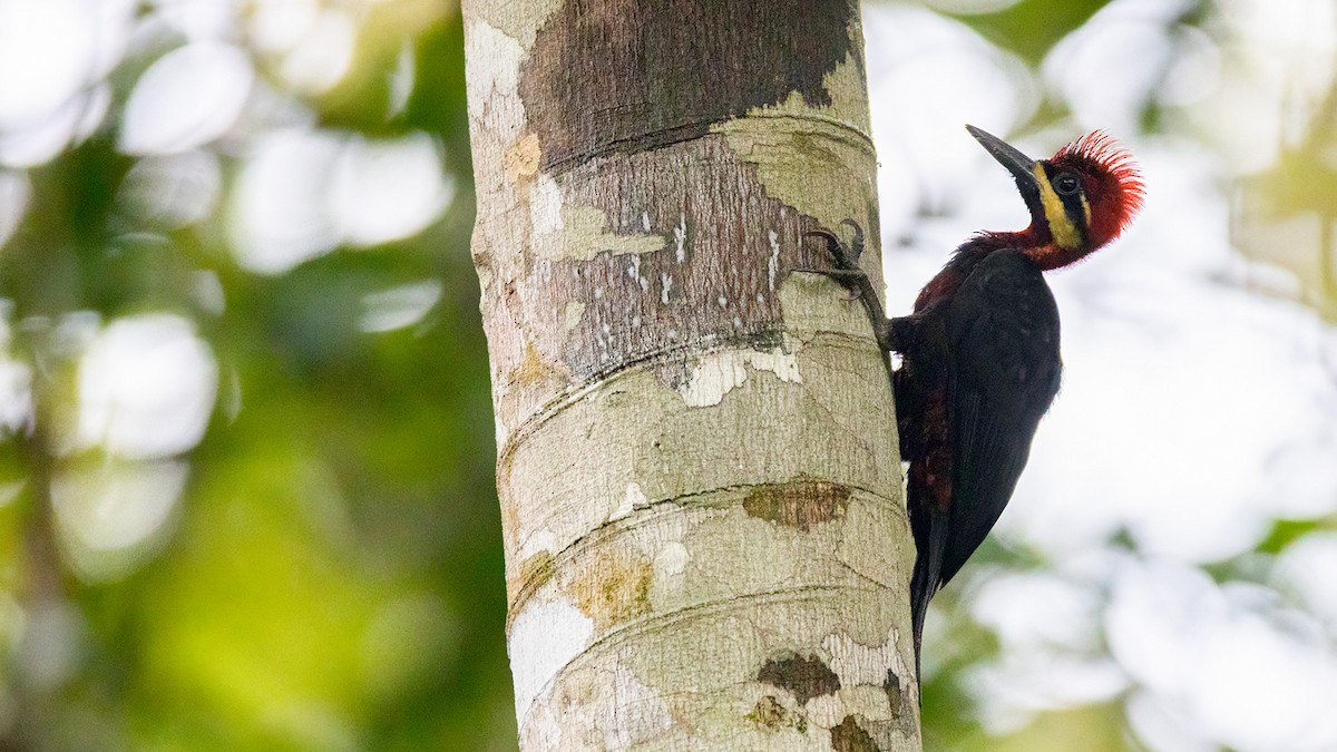 Crimson-bellied Woodpecker (Splendid) - ML621895364