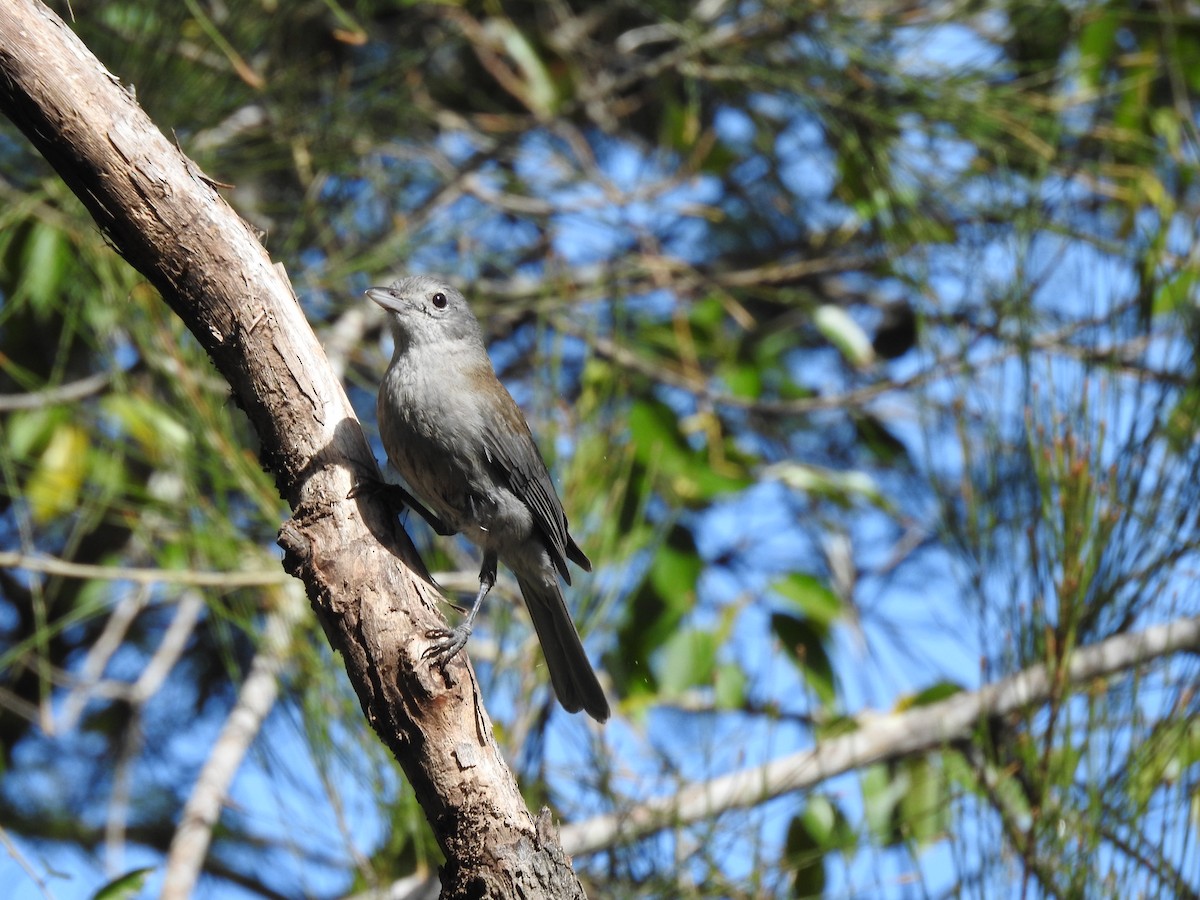 Gray Shrikethrush - Ana de Joux