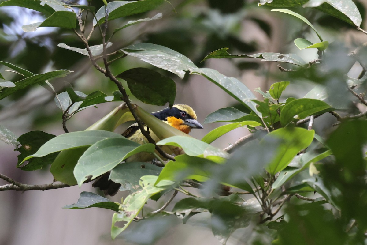 Gilded Barbet - ML621895454