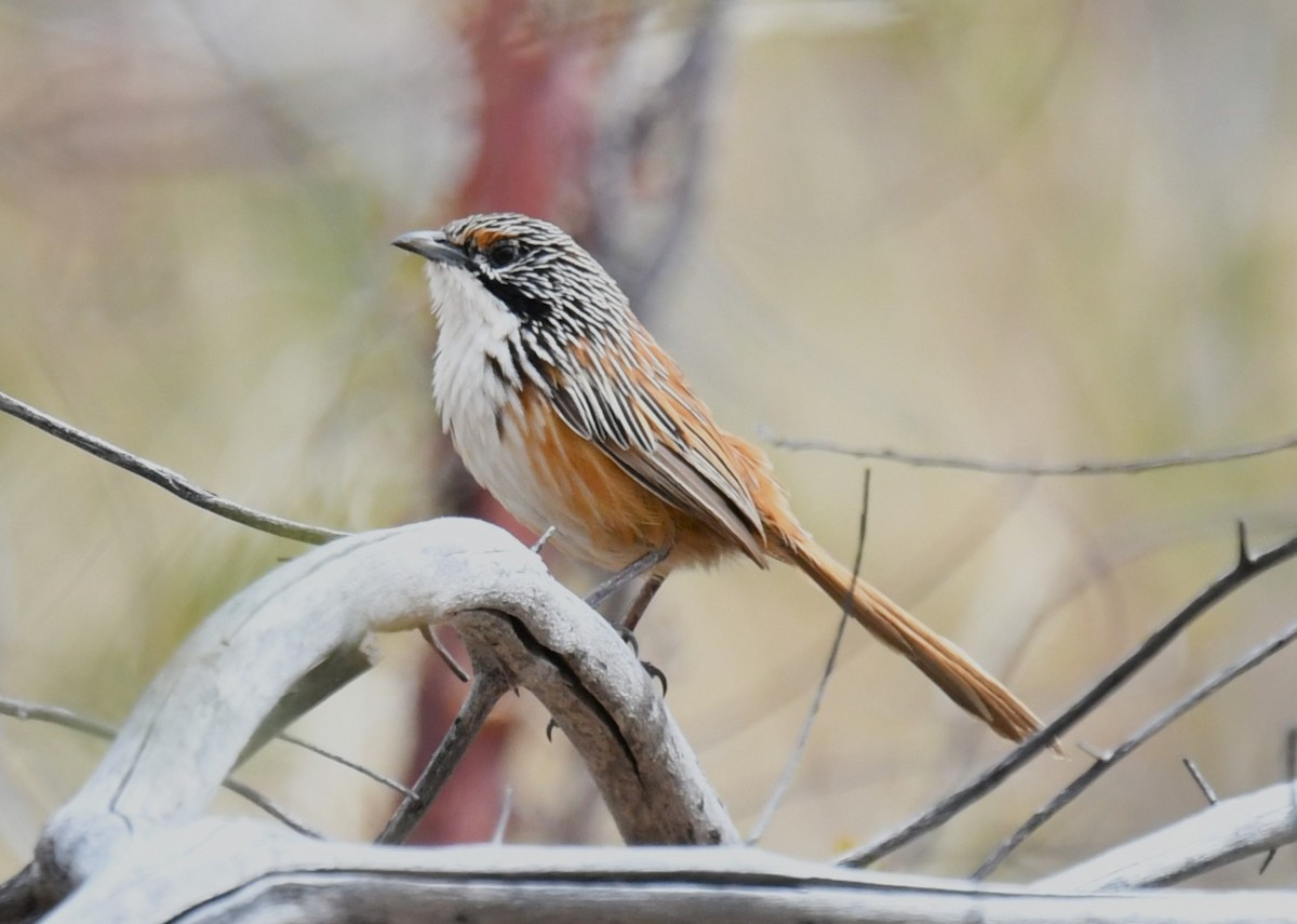 Carpentarian Grasswren - ML621895468