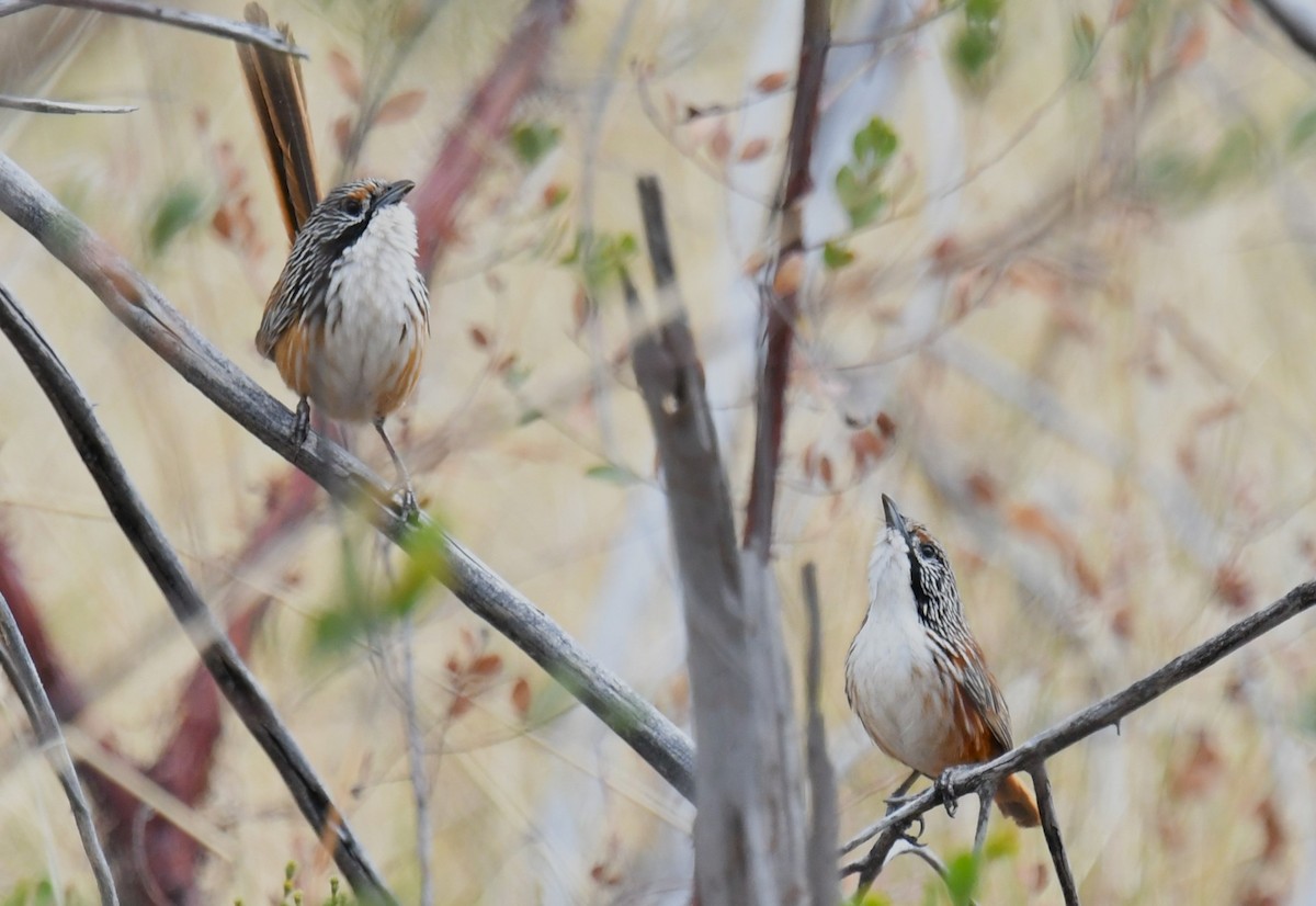 Carpentarian Grasswren - ML621895469