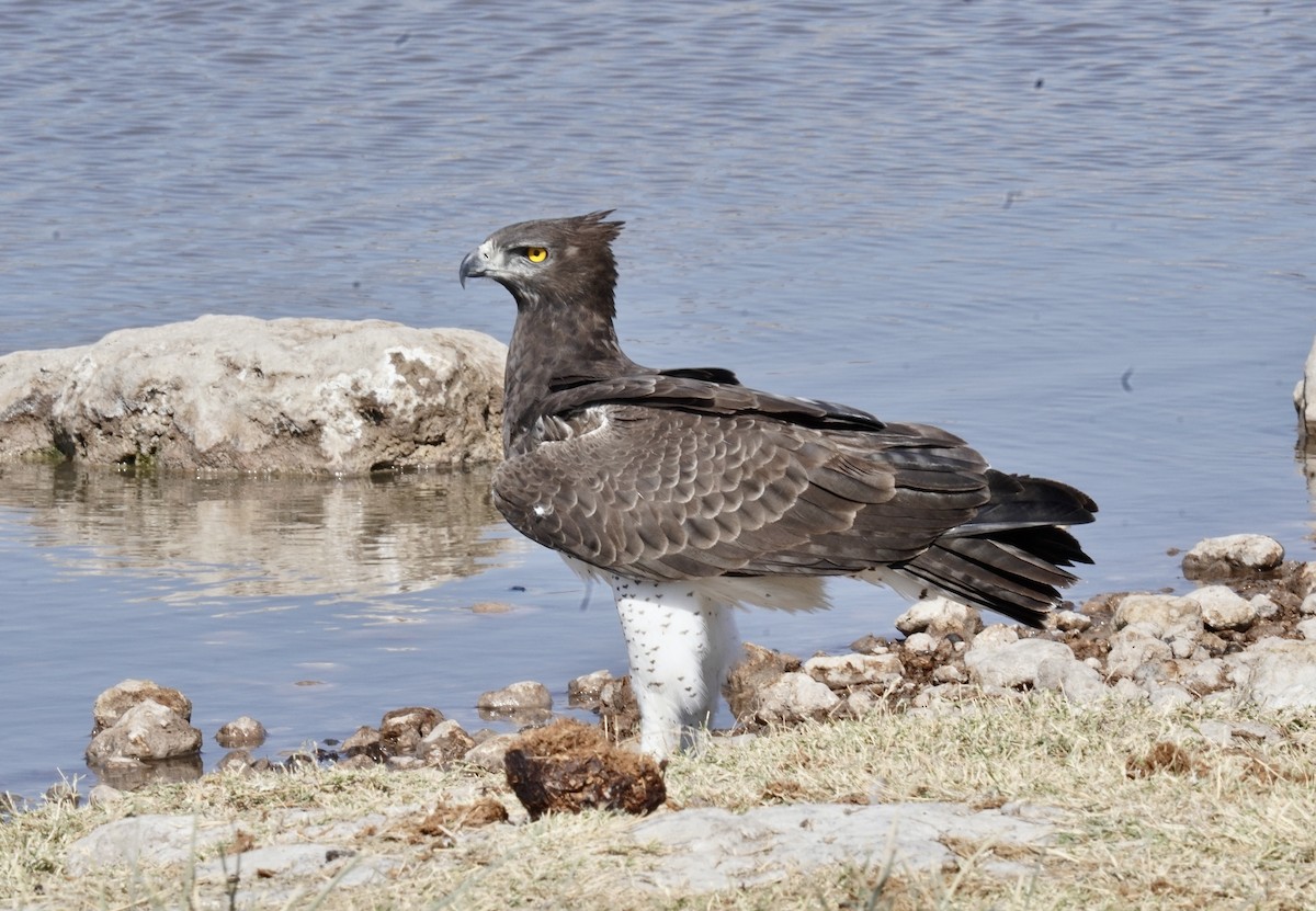 Aigle martial - ML621895542