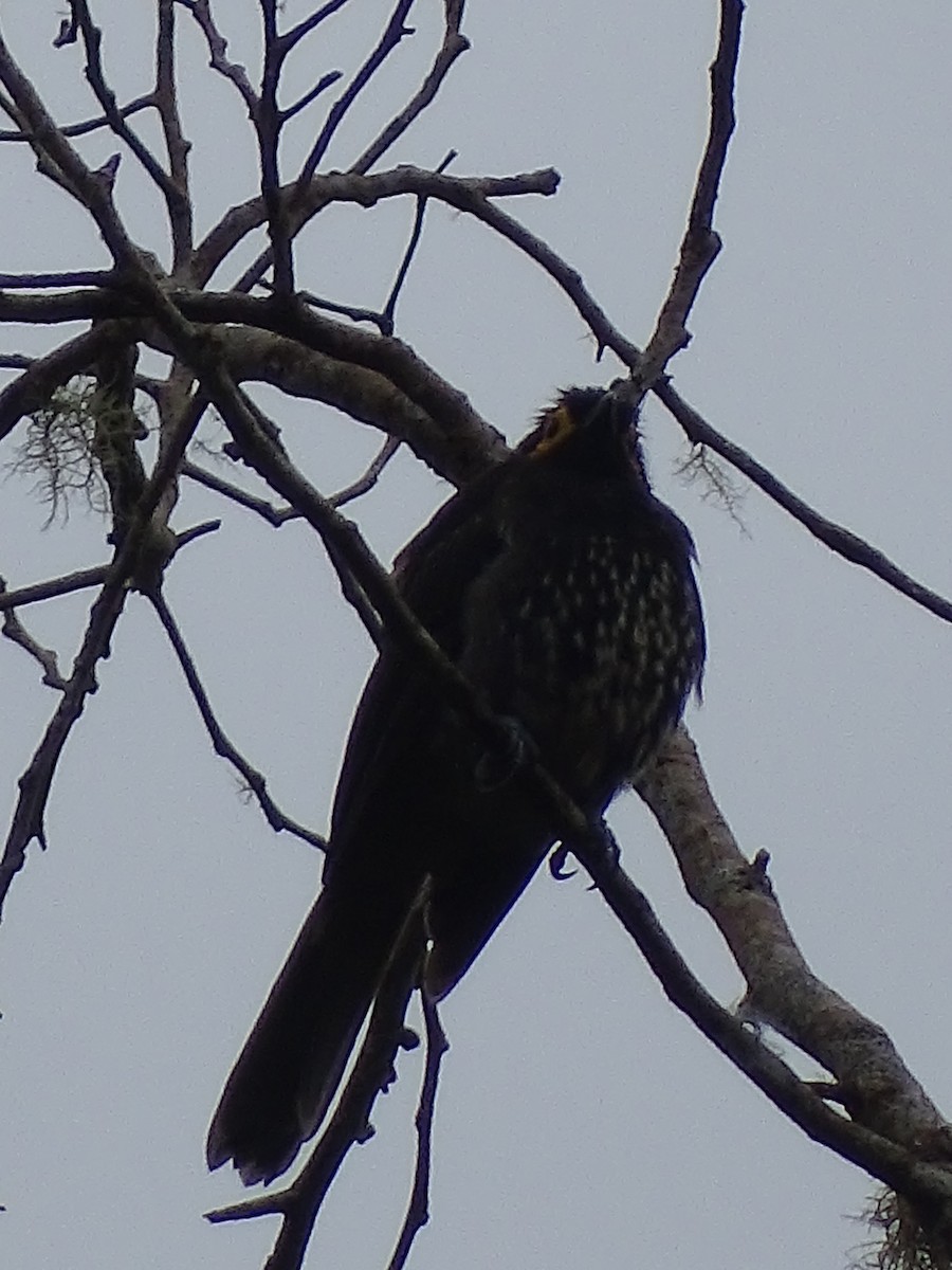 Arfak Honeyeater - ML621895595