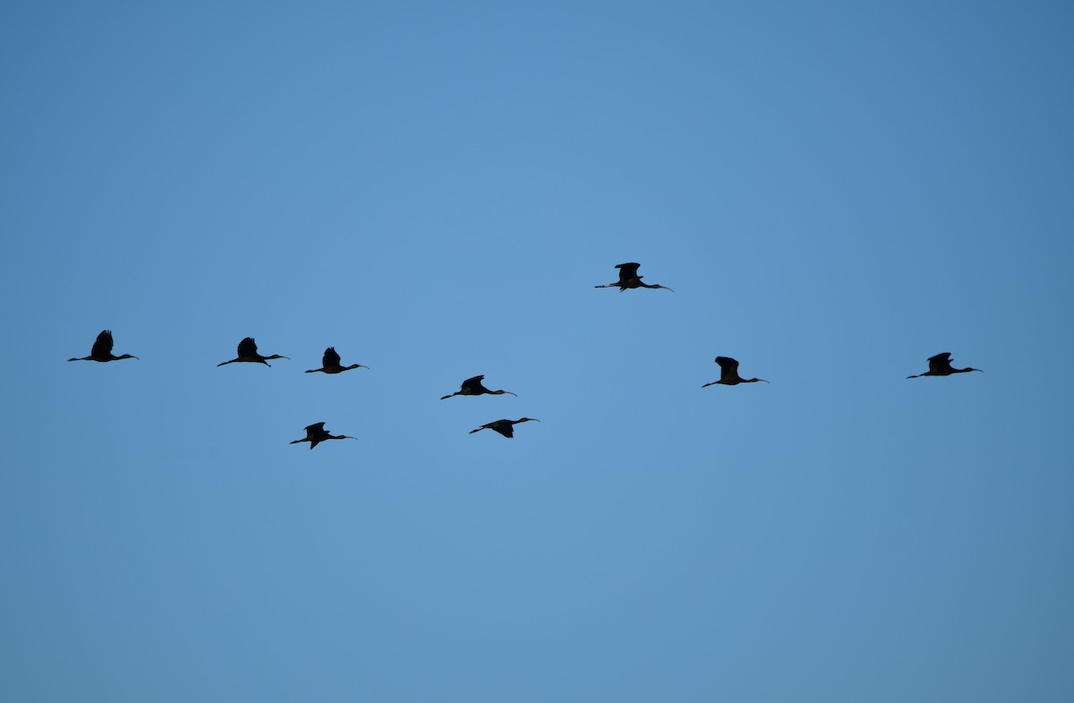 Beltzaran arrunta - ML621895612