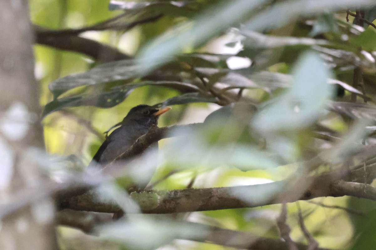 Andean Slaty Thrush - ML621895616