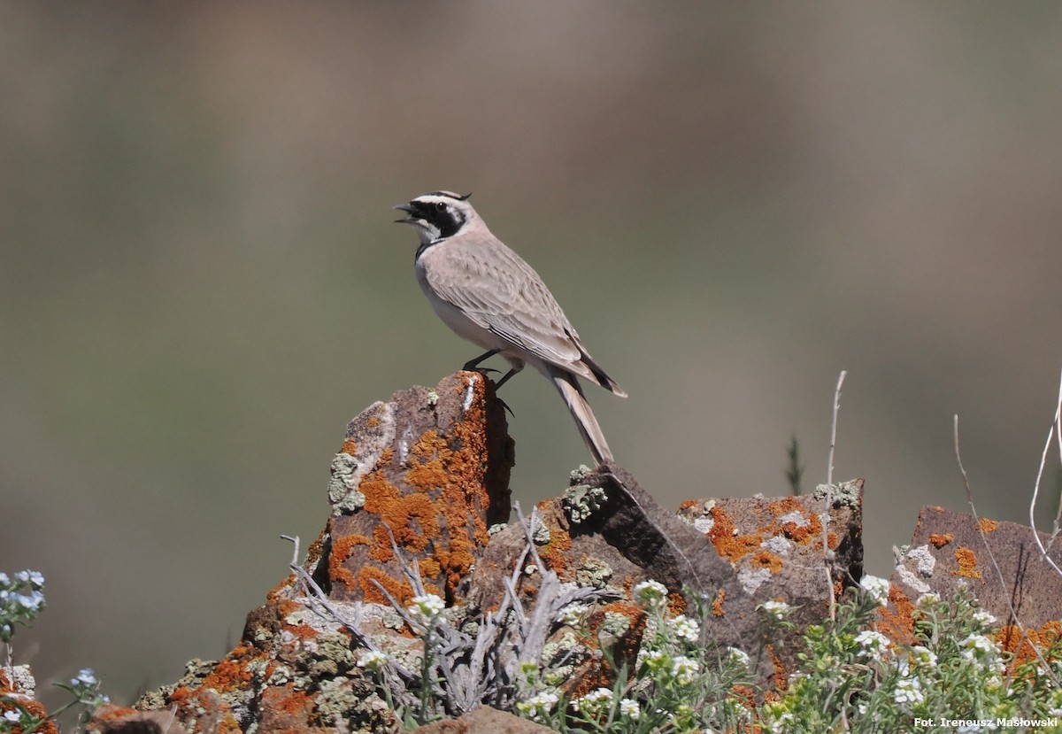 Horned Lark (Brandt's) - Sławomir Niedźwiecki