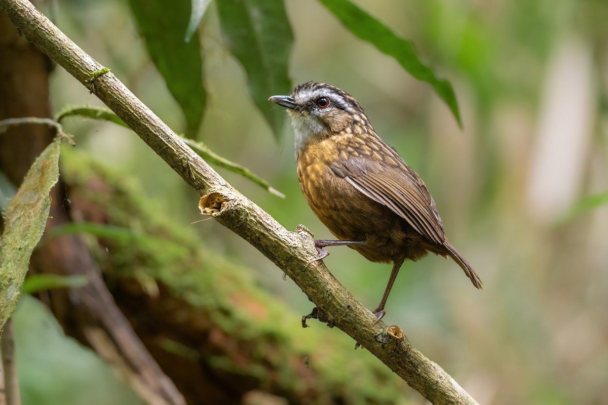 Mountain Wren-Babbler - Yeray Seminario