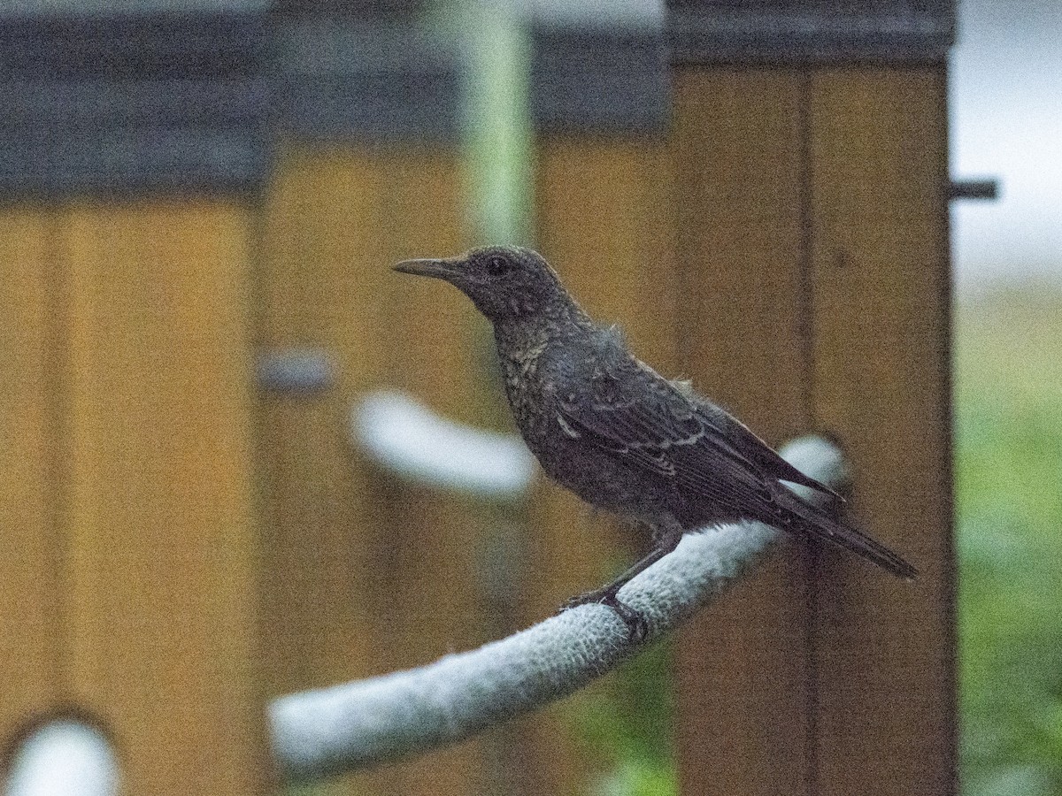 Blue Rock-Thrush (philippensis) - Boris Georgi