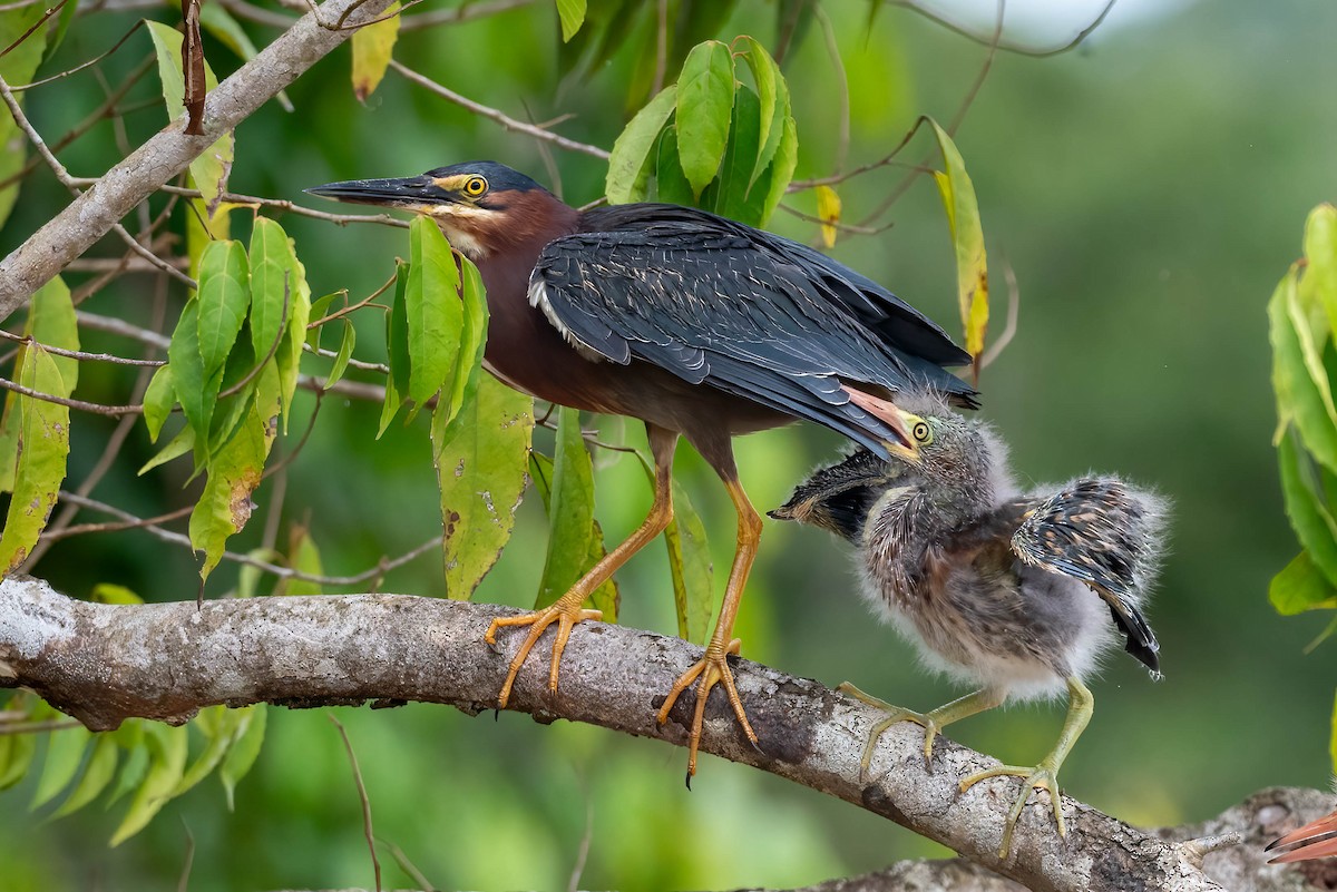 Green Heron - ML621895925