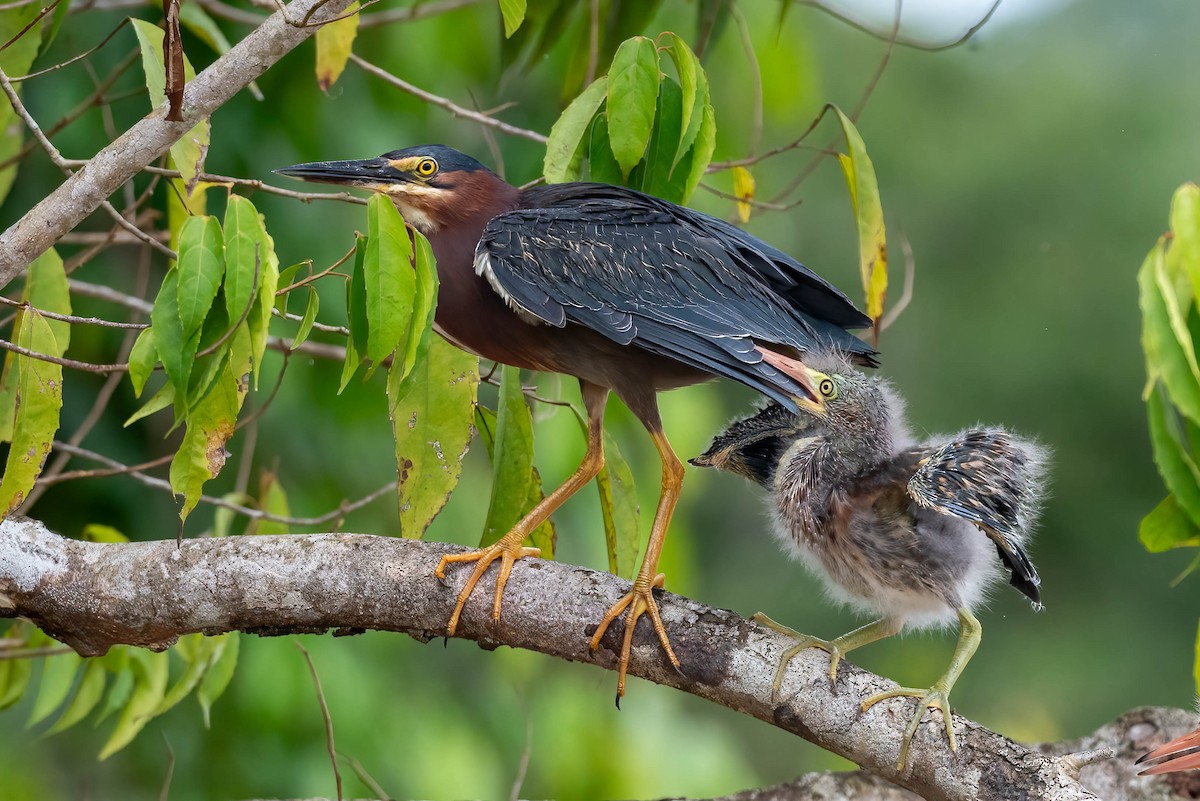 Green Heron - Kayann Cassidy