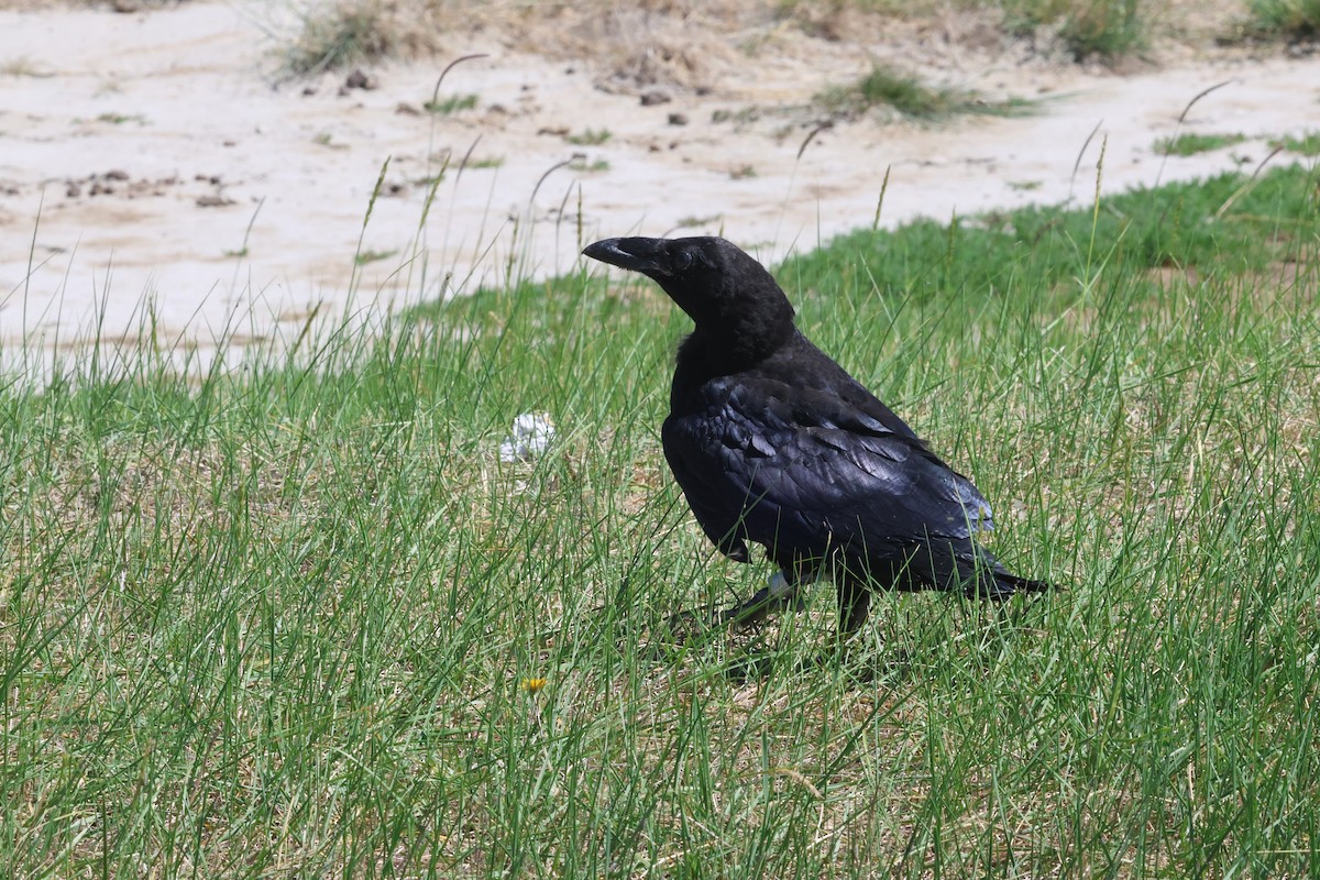 Common Raven - ML621895981