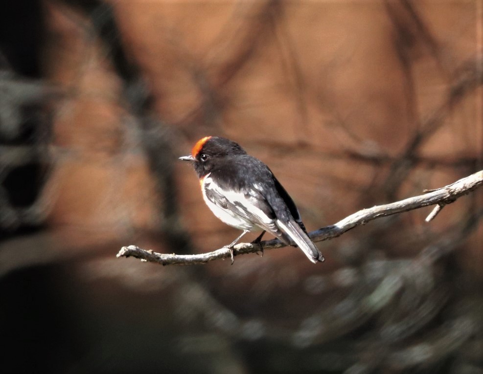 Red-capped Robin - ML621896014