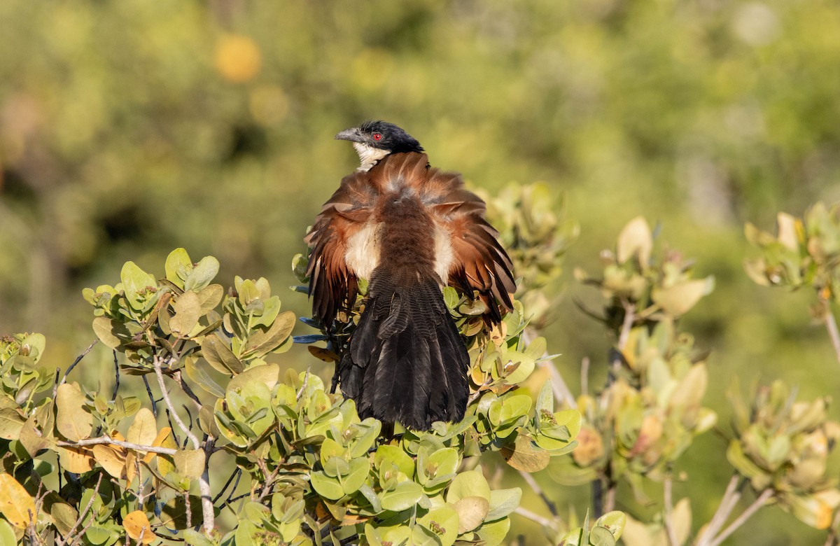 Coppery-tailed Coucal - ML621896028