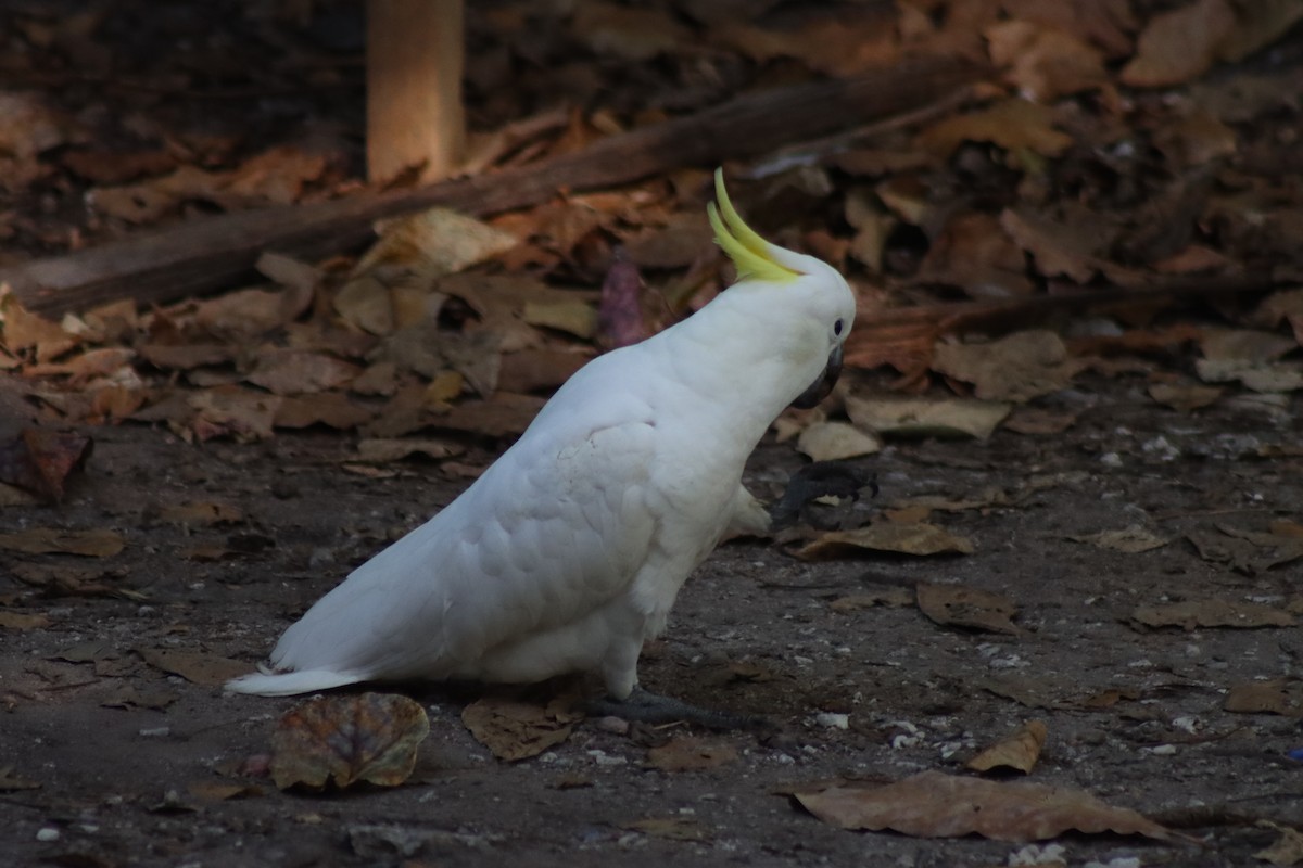 Sulphur-crested Cockatoo - ML621896138