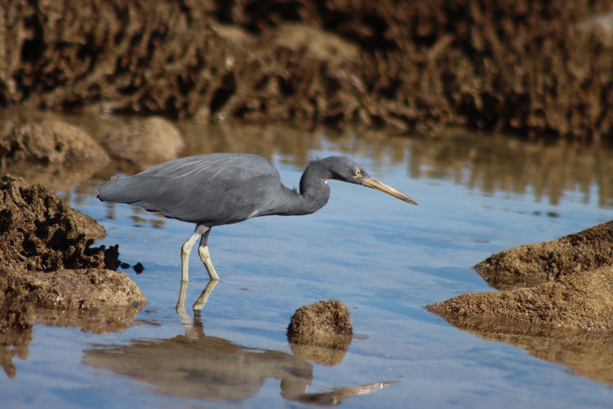 Pacific Reef-Heron - ML621896254