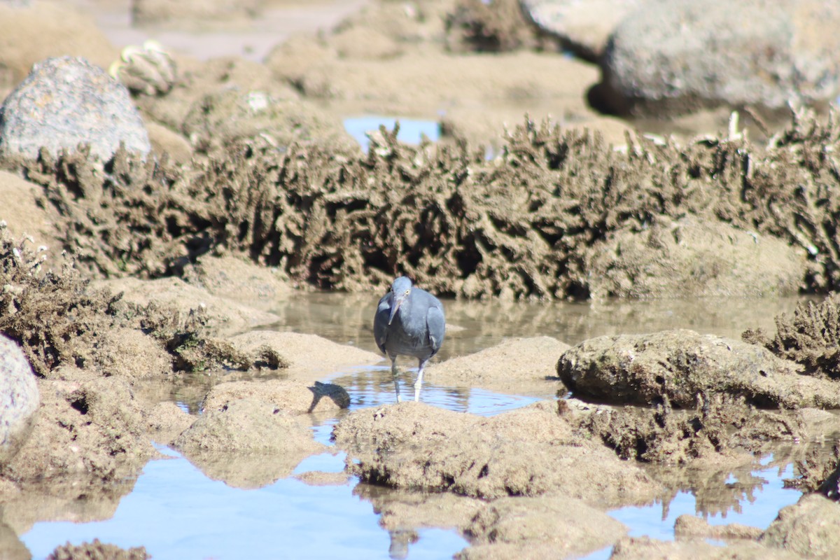 Pacific Reef-Heron - ML621896258