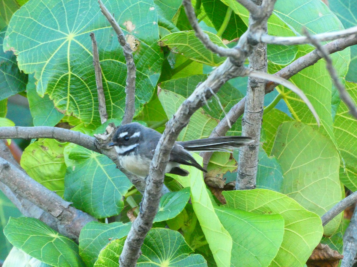 Gray Fantail - ML621896382