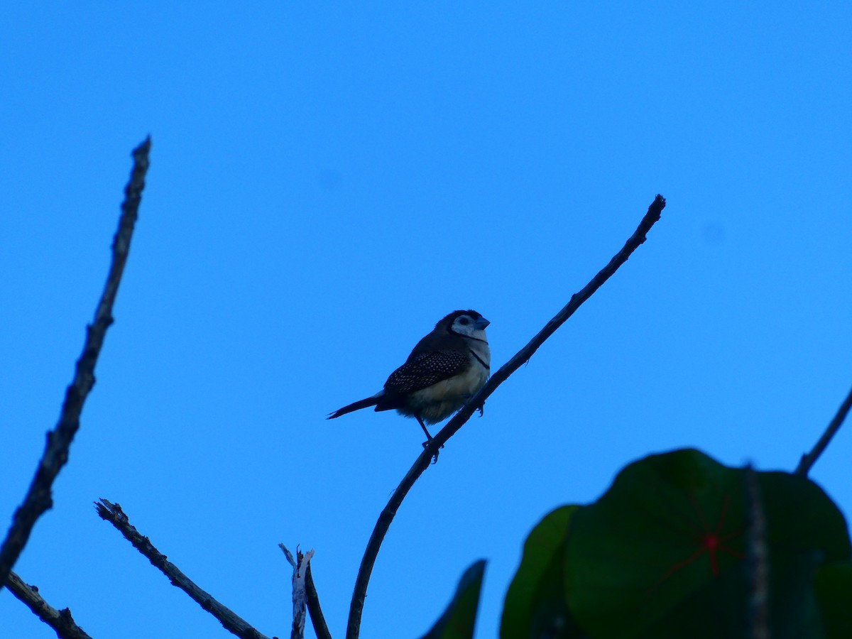 Double-barred Finch - ML621896424