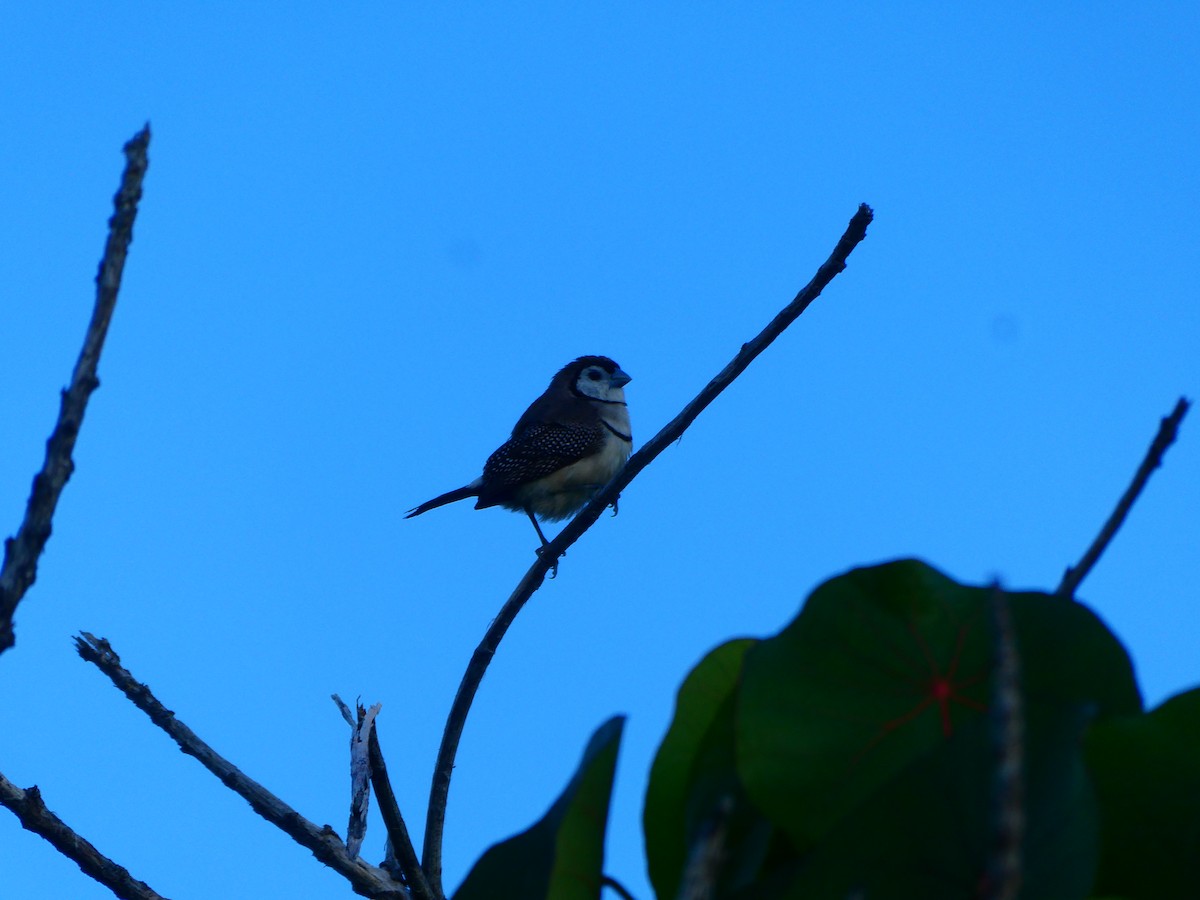 Double-barred Finch - Lev Ramchen