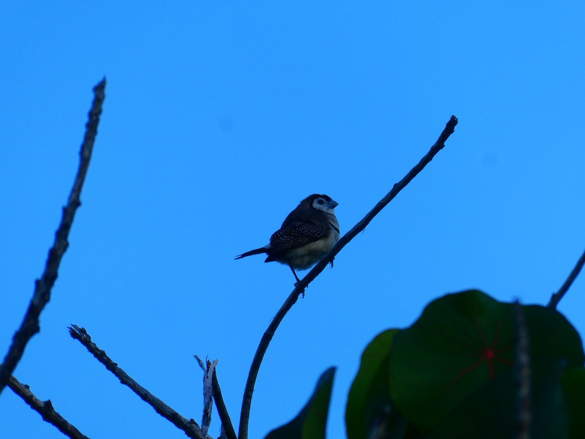 Double-barred Finch - ML621896427