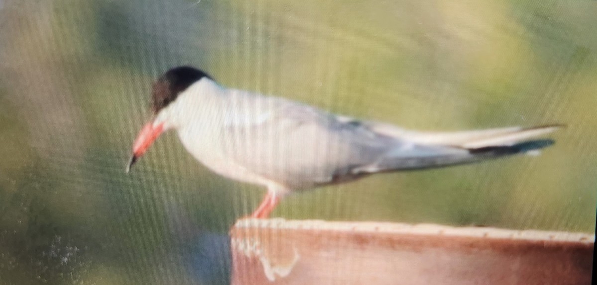 Common Tern - ML621896439