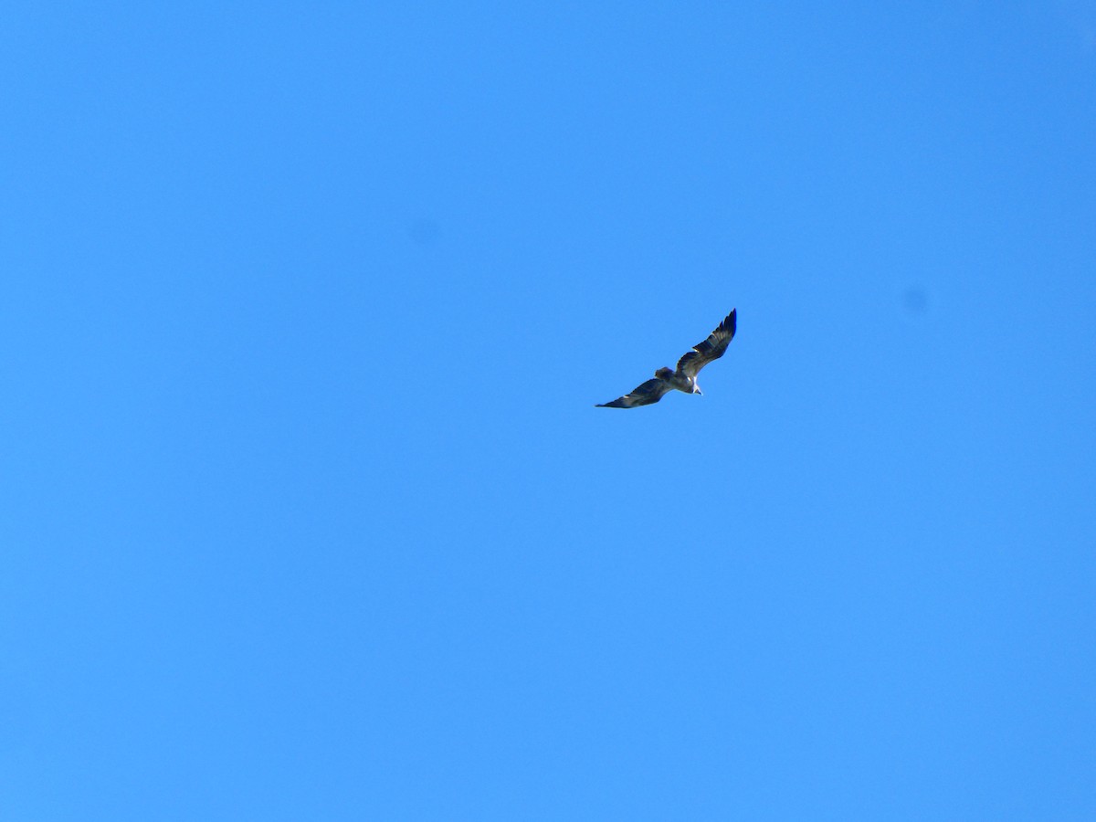 White-bellied Sea-Eagle - ML621896478