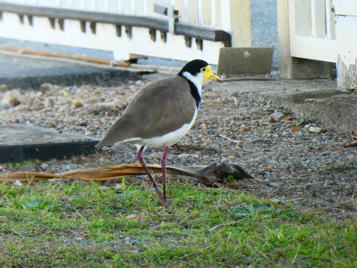 Masked Lapwing - ML621896491